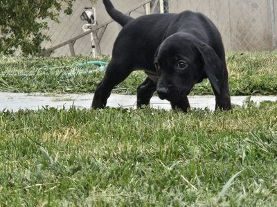 Plott Hound Puppies