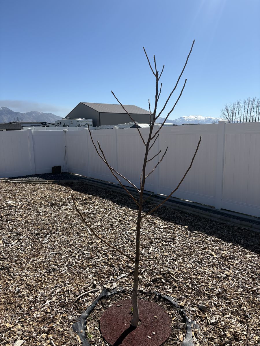 2 Year Old English Walnut