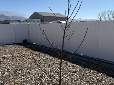 2 Year Old English Walnut