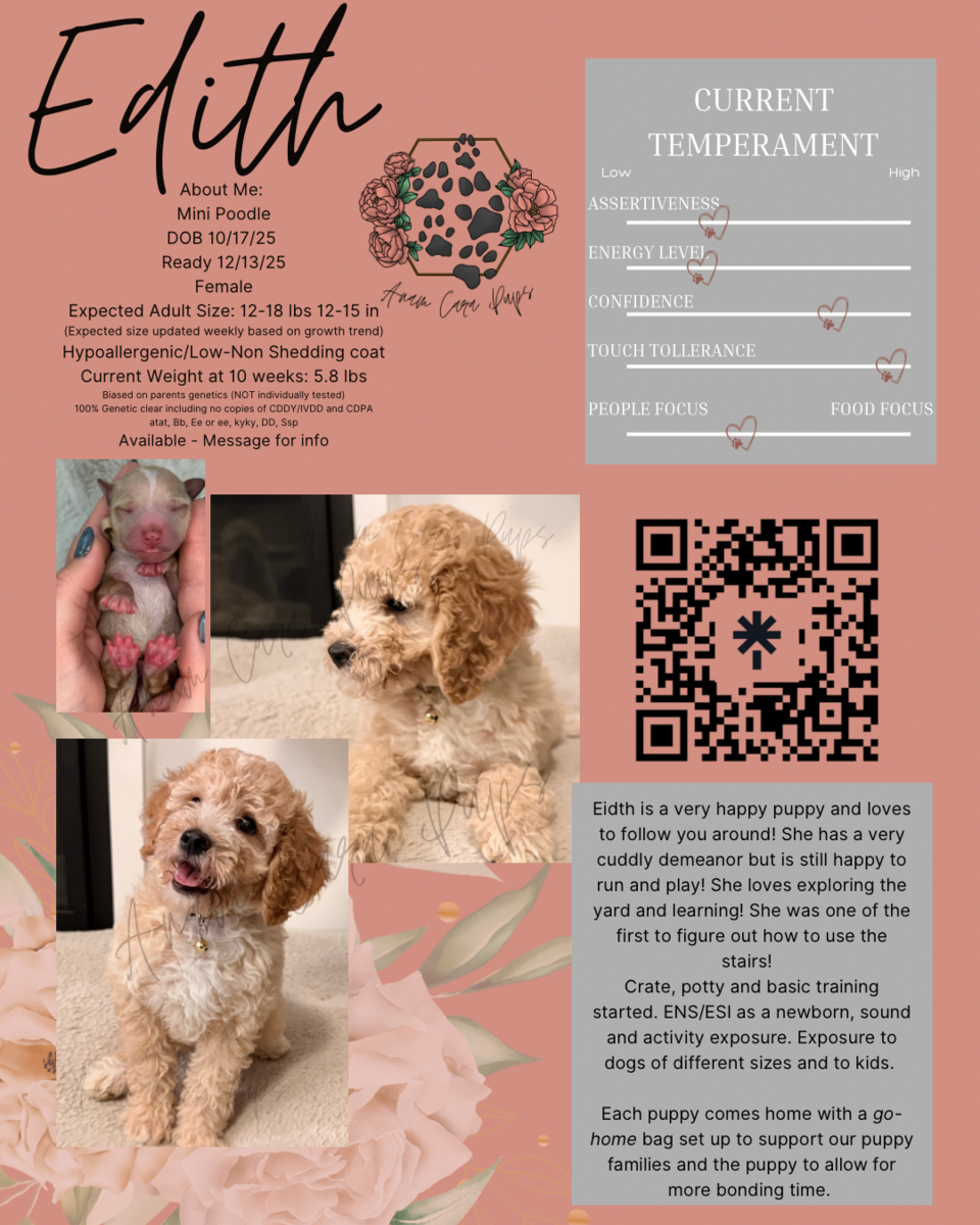 Teddy bear mini poodle ready to go