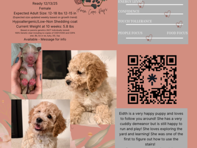 Teddy bear mini poodle ready to go