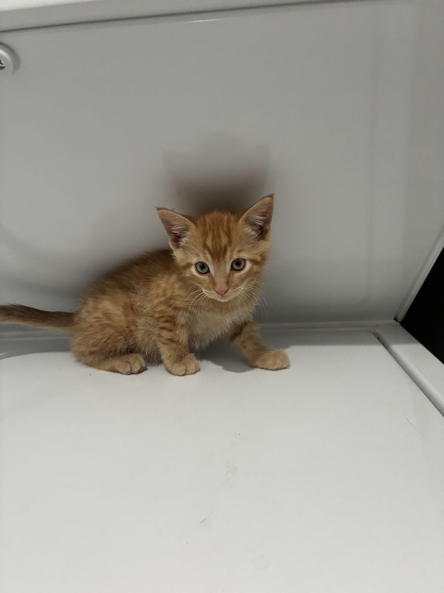 Siberian kittens