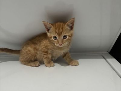 Siberian kittens