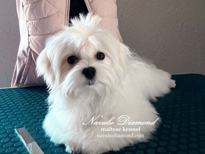 Maltese Puppy Boy!