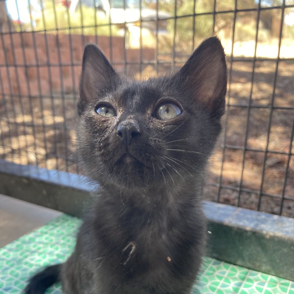 Hello my name is Nyx