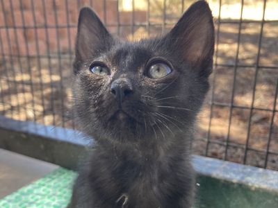 Hello my name is Nyx