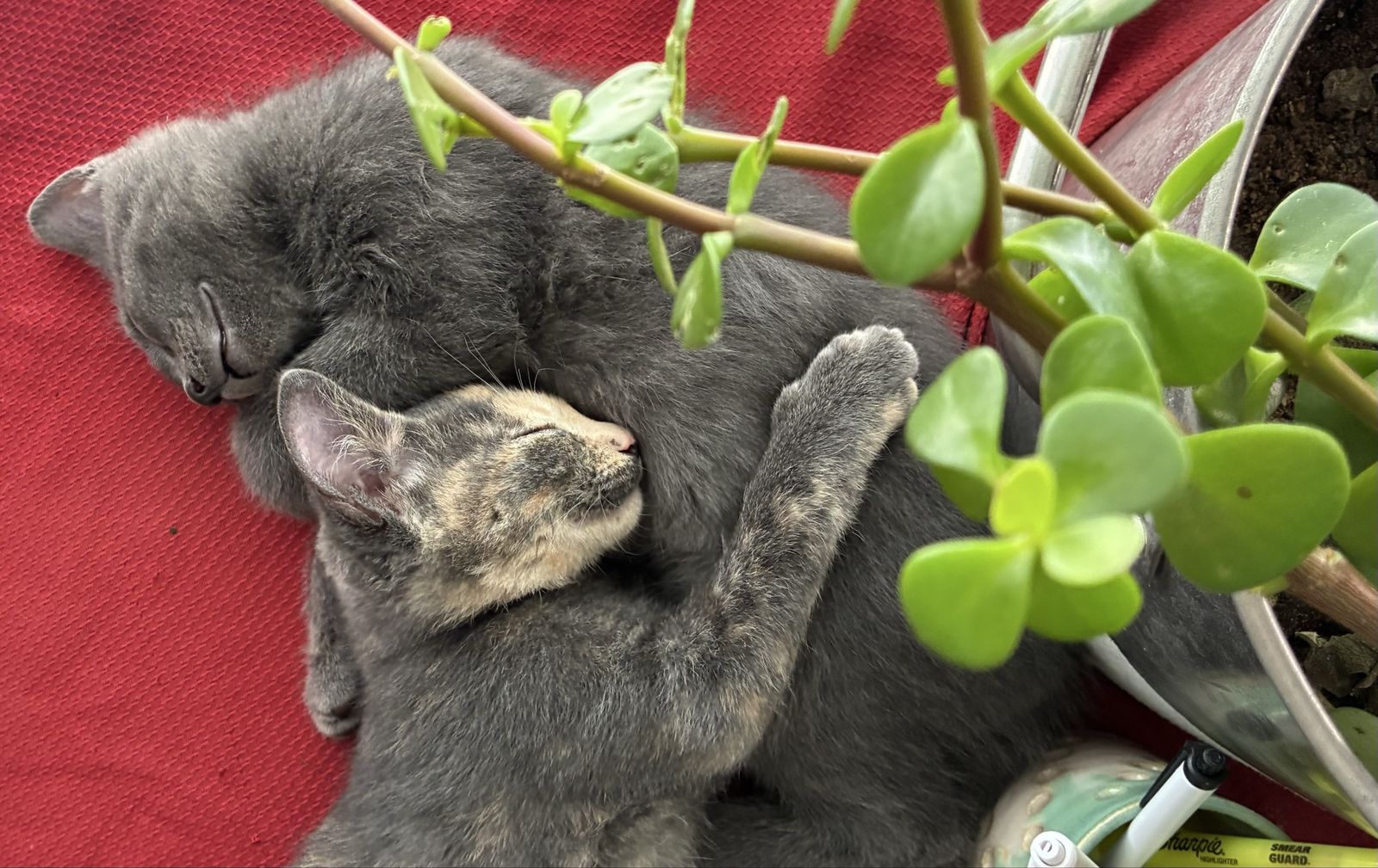 Hairless cats, sphynx kittens—sold