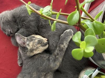 Hairless cats, sphynx kittens—sold