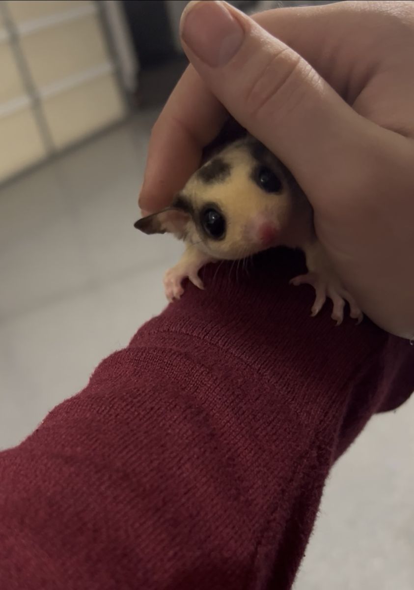 Mosaic Male Sugar Glider For Sale!!!