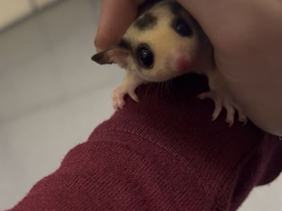 Mosaic Male Sugar Glider For Sale!!!