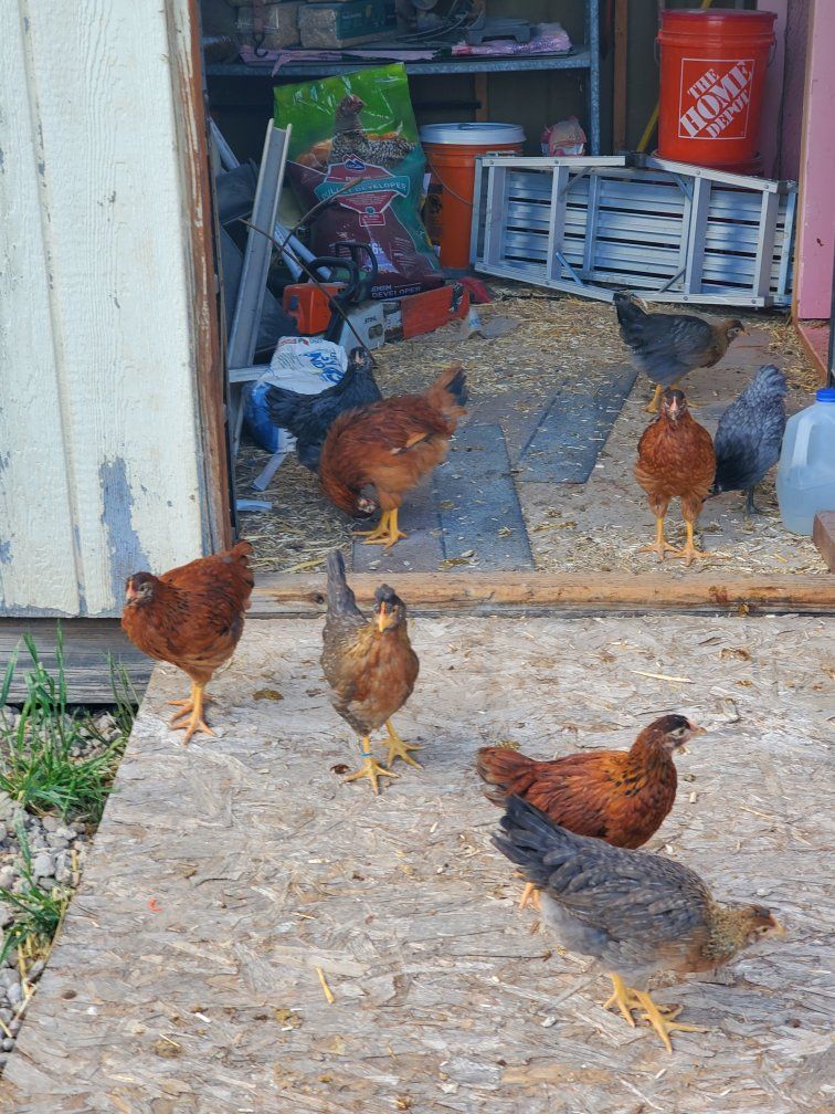 10 week old Cinamon Queen (sexlink), Saphire Gems, and Olive Egger pullets - poulets