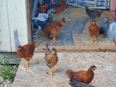 10 week old Cinamon Queen (sexlink), Saphire Gems, and Olive Egger pullets - poulets