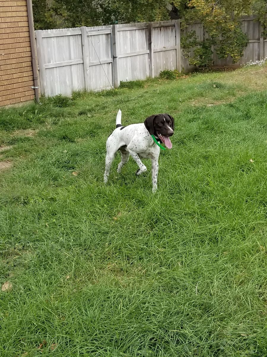 Rehoming my Purebred German Wirehaired Pointer.
