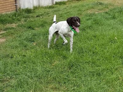 Rehoming my Purebred German Wirehaired Pointer.