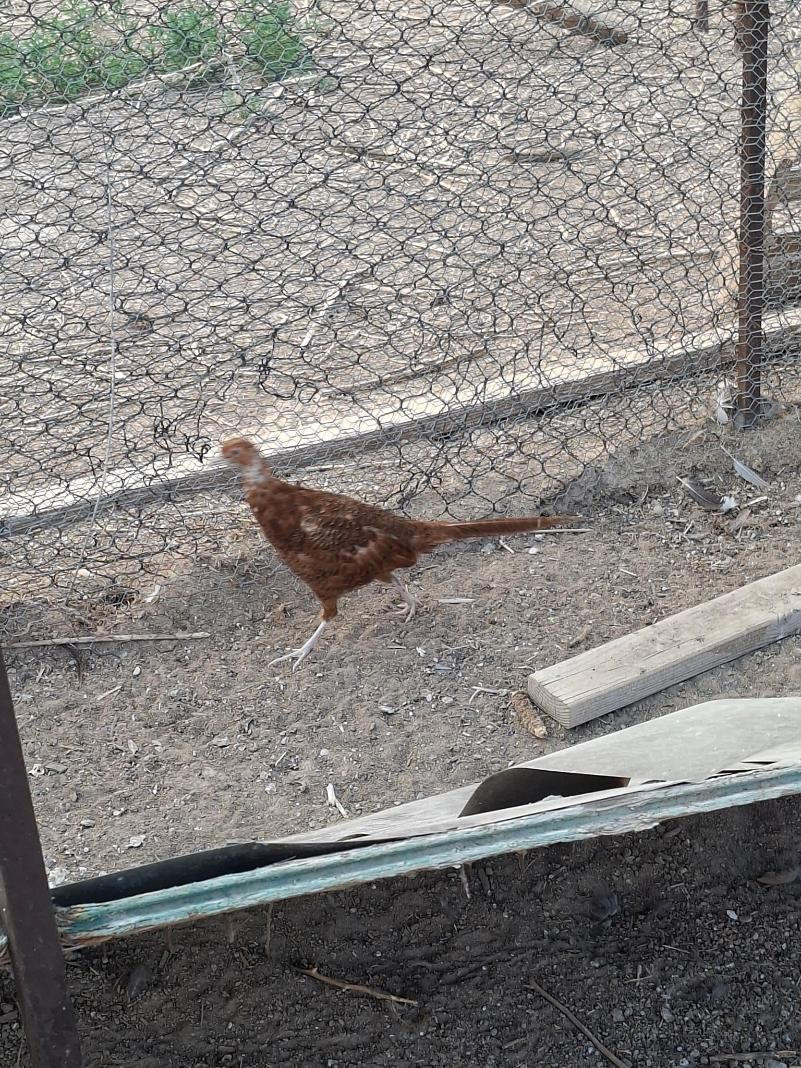Ring Neck Pheasants