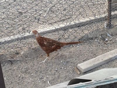 Ring Neck Pheasants