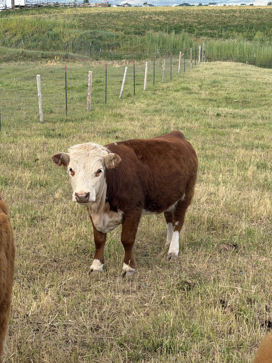 Miniature Hereford Heifers