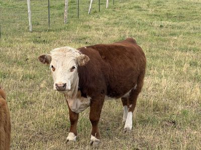 Miniature Hereford Heifers
