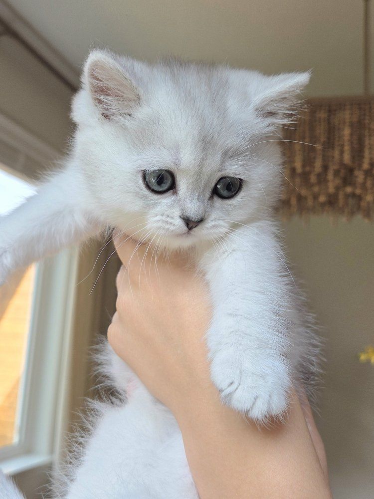 British shorthair - Jasmine