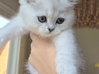 British shorthair - Jasmine