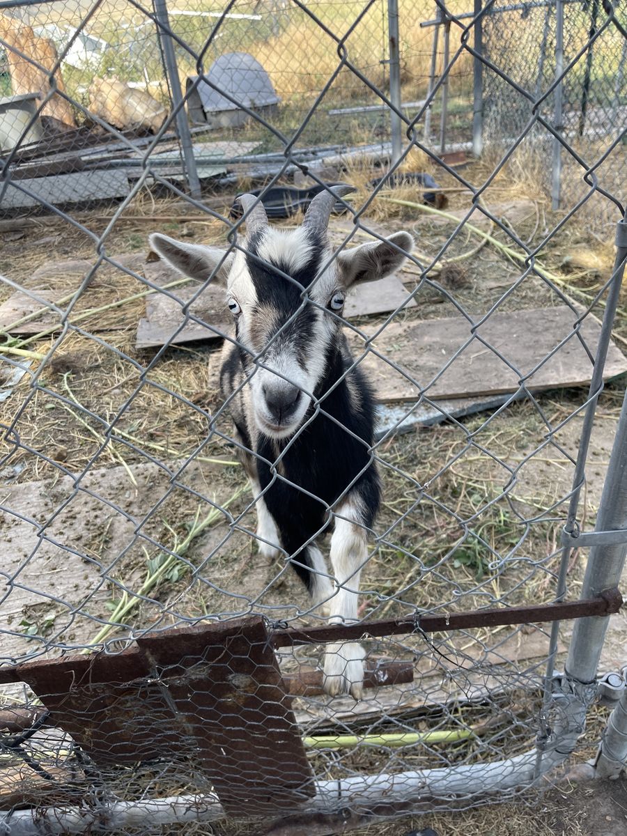 Goats both female 