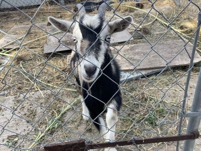 Goats both female