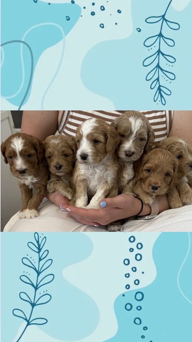 Cockapoo Puppies