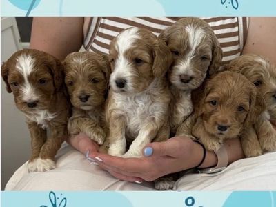 Cockapoo Puppies