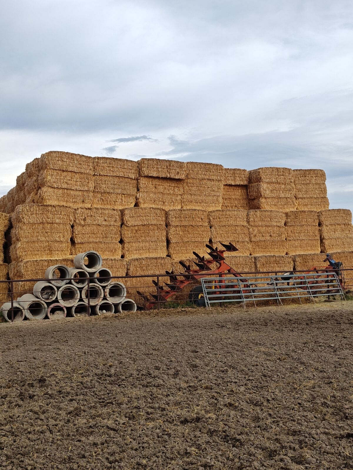 Soft white wheat straw
