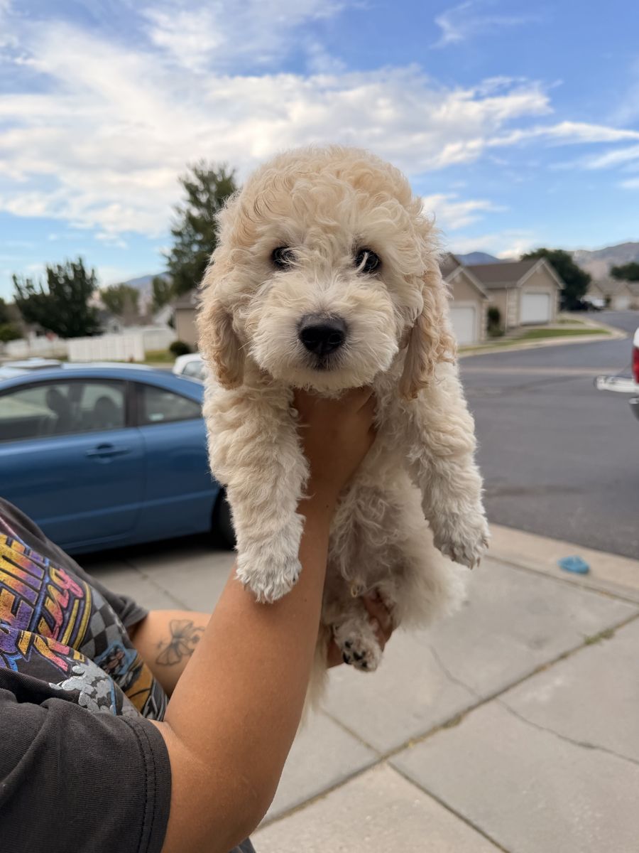 Medium Goldendoodle Puppies for sale!