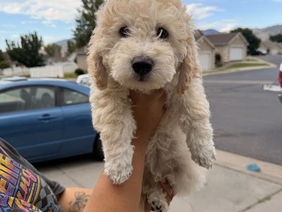 Medium Goldendoodle Puppies for sale!