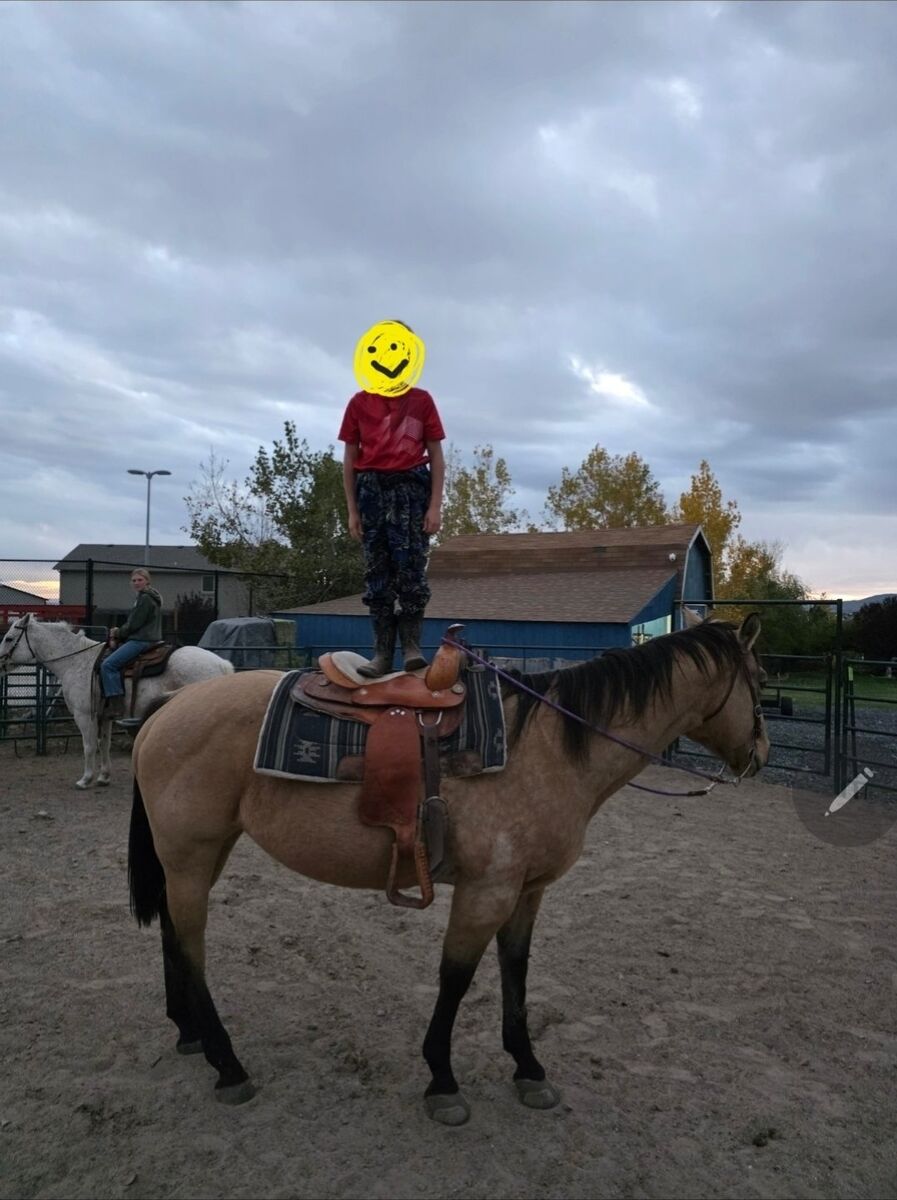 Registered Trail QuarterHorse for kids