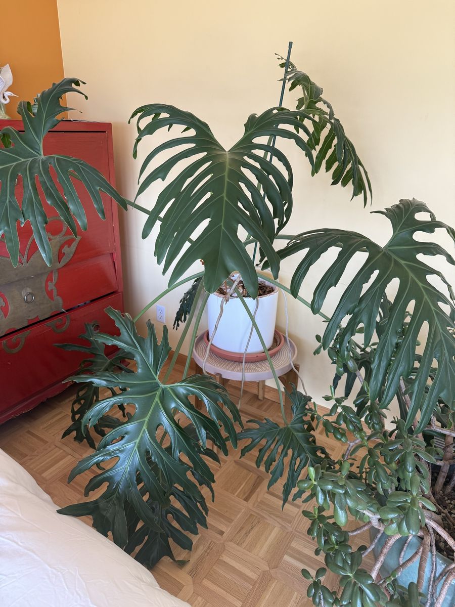 Monstera / Split leaf philodendron plant