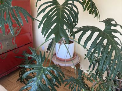 Monstera / Split leaf philodendron plant