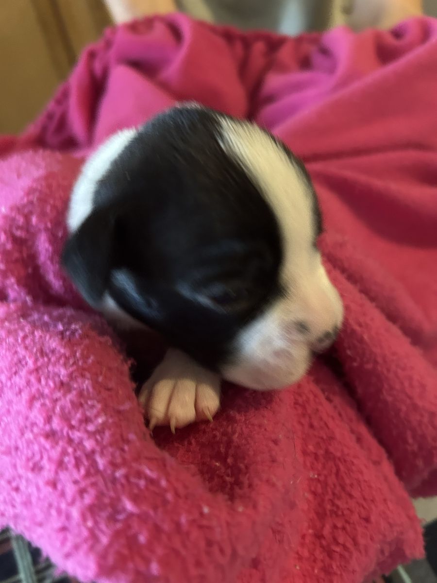 AKC BOXER PUPPIES