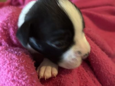 AKC BOXER PUPPIES