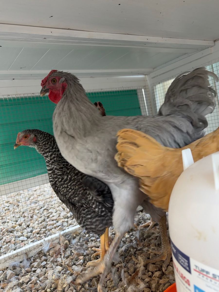 Free Rooster