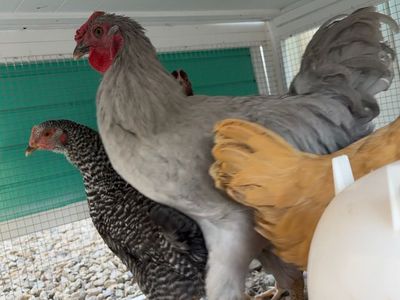Free Rooster