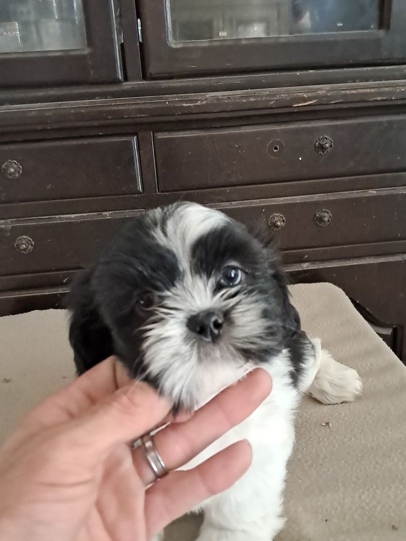 Shih Tzu Puppies