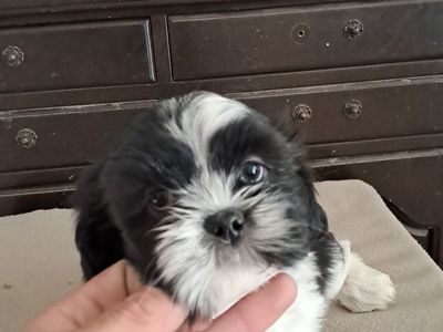 Shih Tzu Puppies