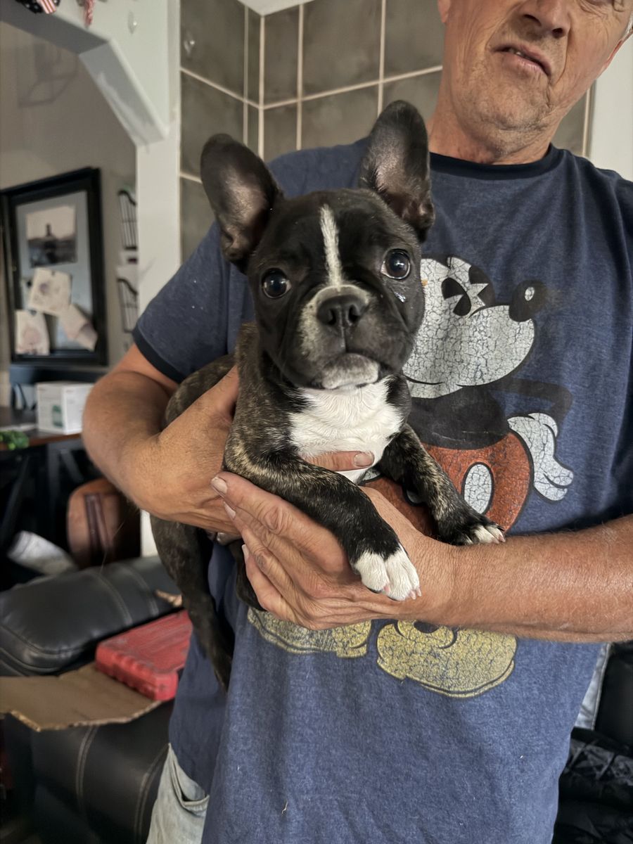 French Bulldog / Boston Terrier (Frenchton Puppies). Crate Trained. Brindle with White Markings. Ready now.