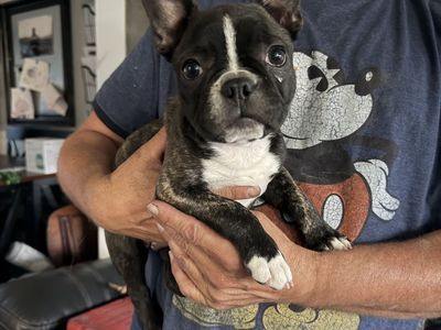 French Bulldog / Boston Terrier (Frenchton Puppies). Crate Trained. Brindle with White Markings. Ready now.