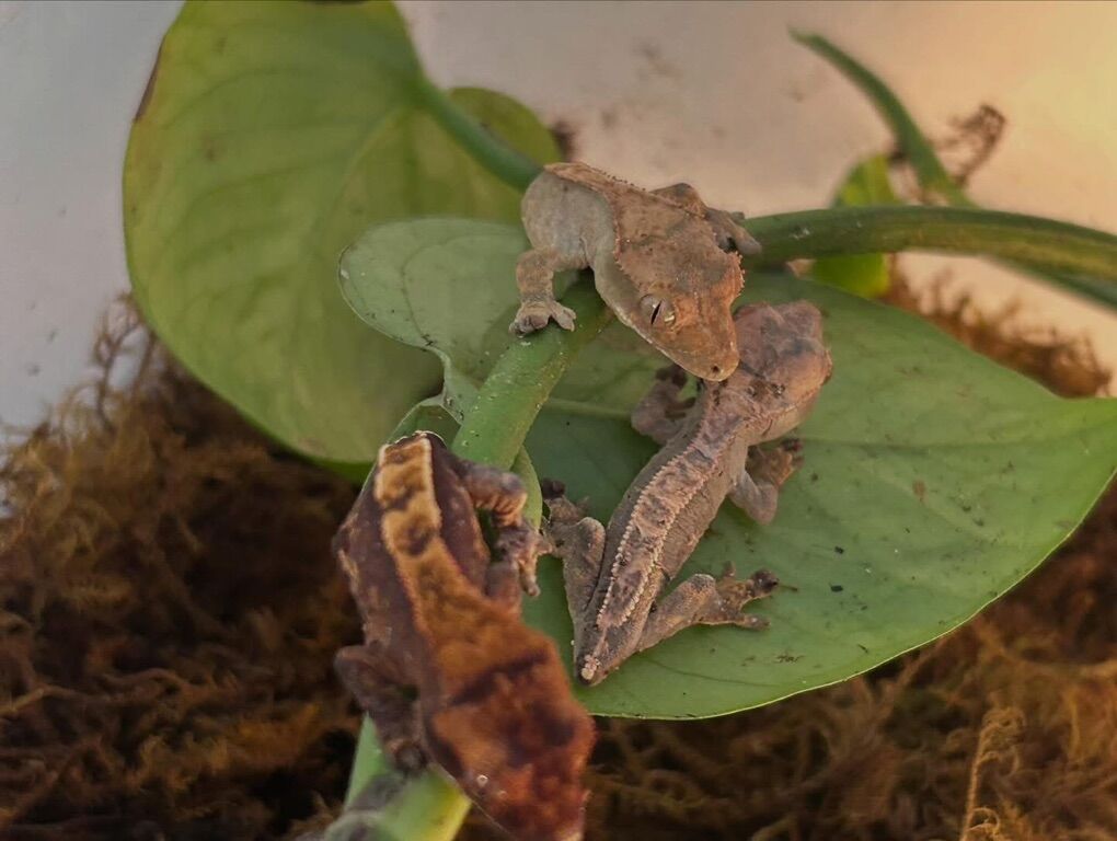 Baby Crested Harlequin Geckos