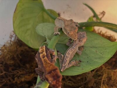 Baby Crested Harlequin Geckos