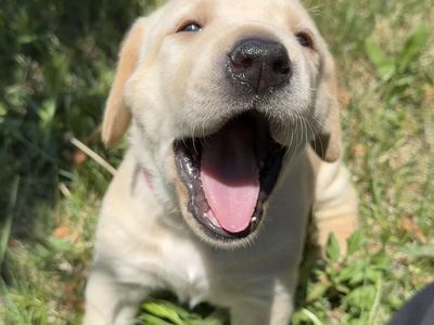 AKC Lab Puppies Available 6/26-6/28 ONLY