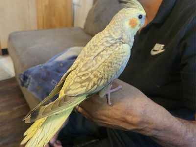 Tame Baby Pearl Cockatiel