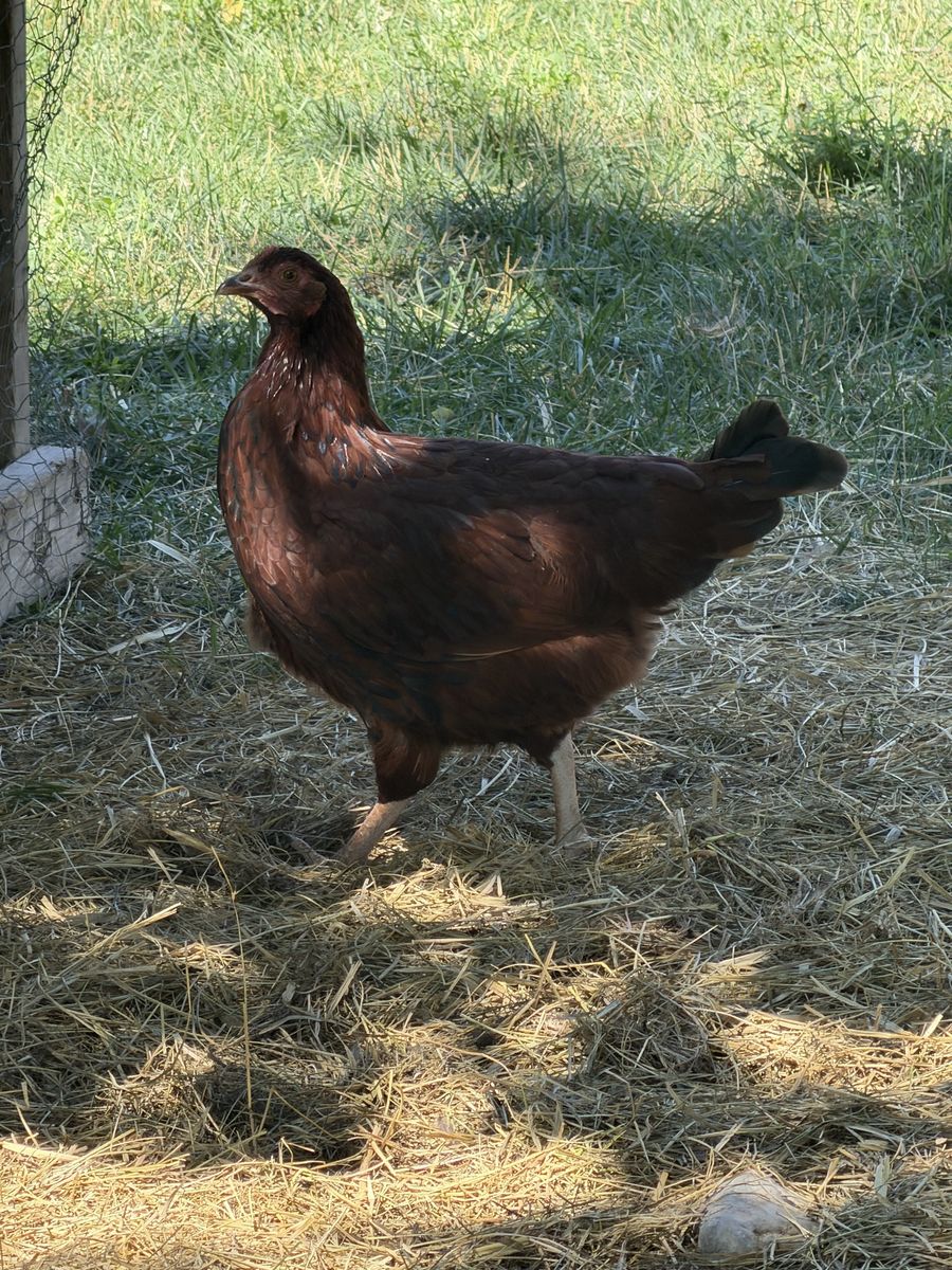 Rhode Island Red & Speckled Sussex Laying Hens