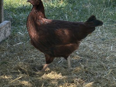 Rhode Island Red & Speckled Sussex Laying Hens