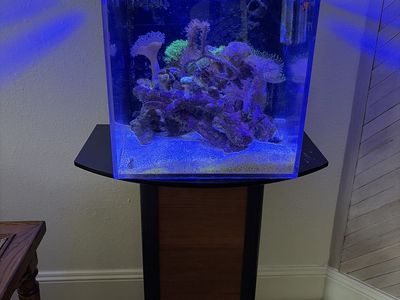 Fish Tank 12 Gallons