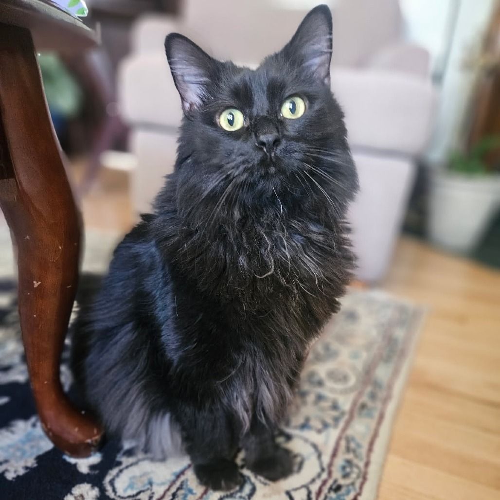 Hello my name is Cornelius